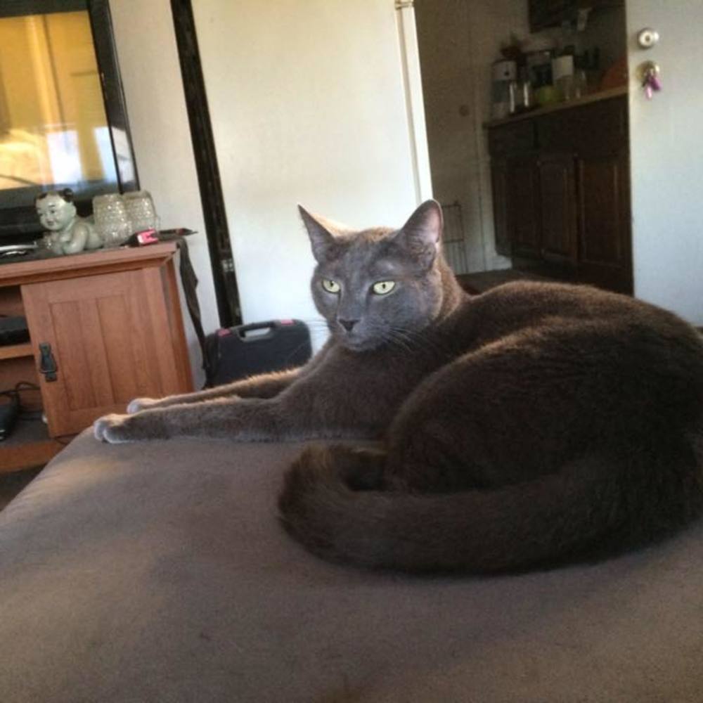 Meet your Posher, Janet